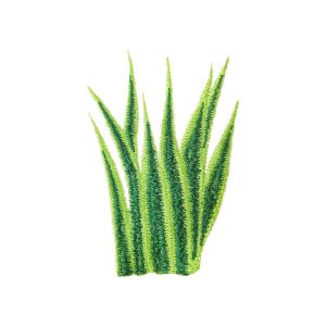 Sanseveria machine embroidery design
